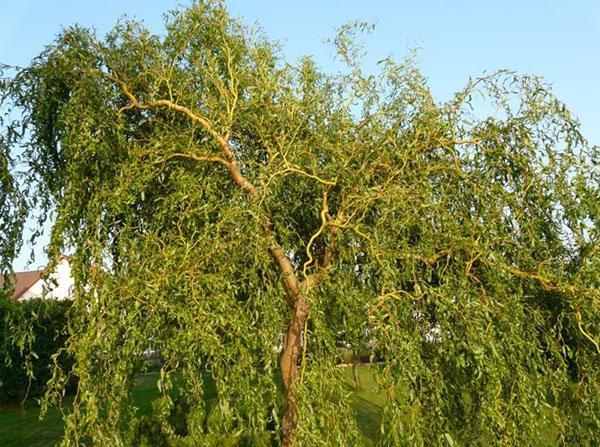 couronne de saule courbée