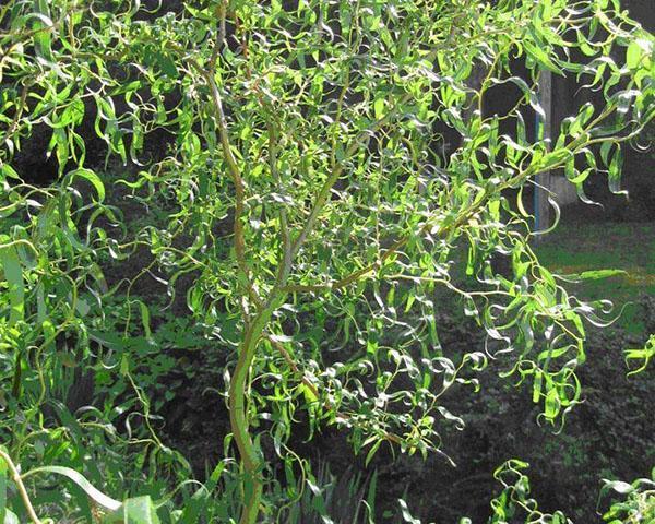 jeune arbre tordu