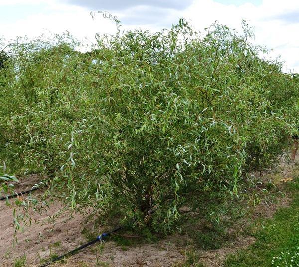 arroser le saule tordu