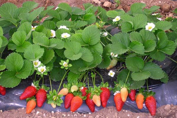 flores y bayas de fresas remontantes