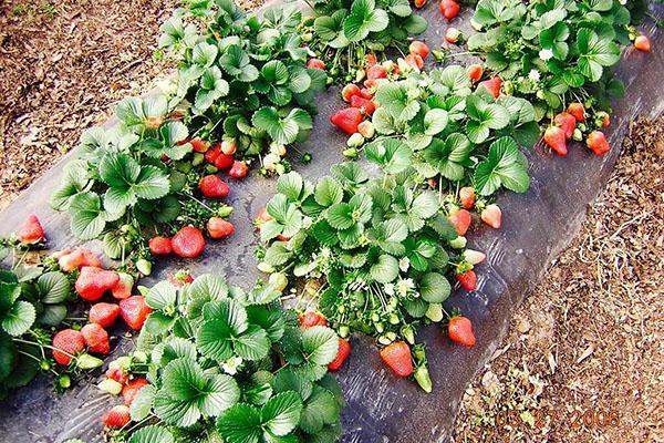 cama de jardín por un año