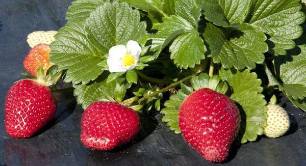 fraise de jardin remontante