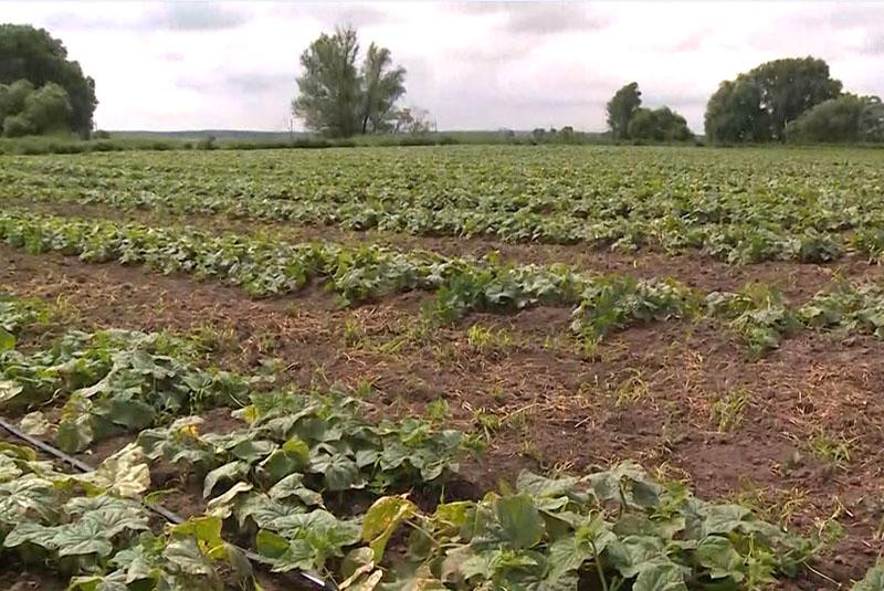 pepinos lukhovitsky en el campo