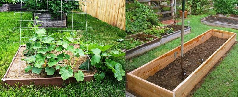 organisation de plates-bandes pour la plantation de concombres