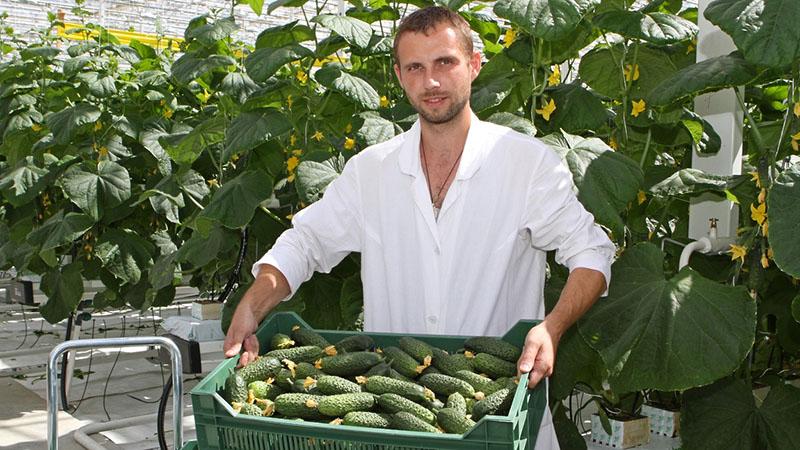 variété à haut rendement