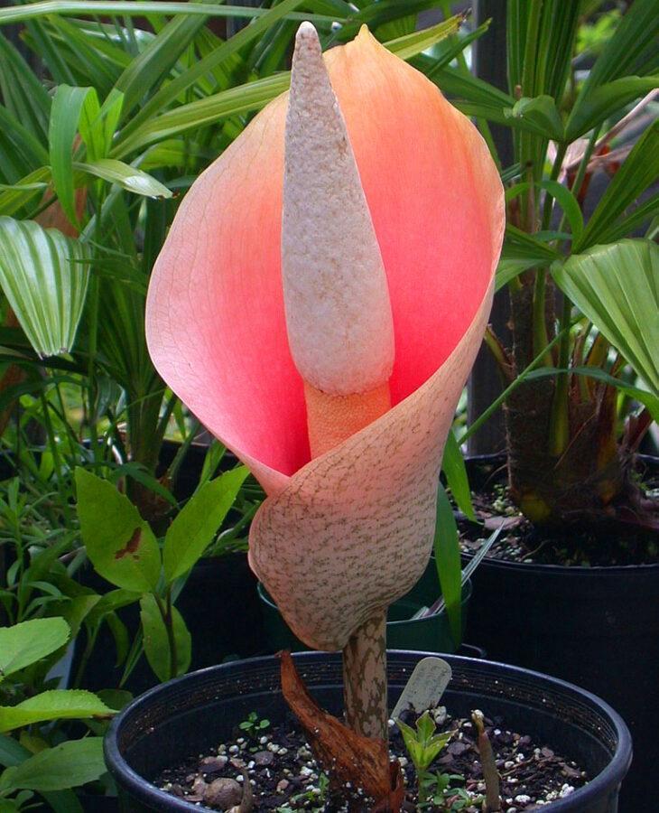 Amorphophallus bulboso o lirio vudú