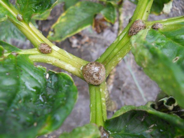 Formation de bulbes dans les nervures des feuilles