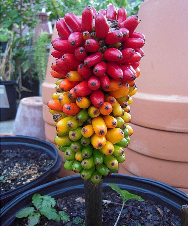 Amorphophallus bulboso en maduración