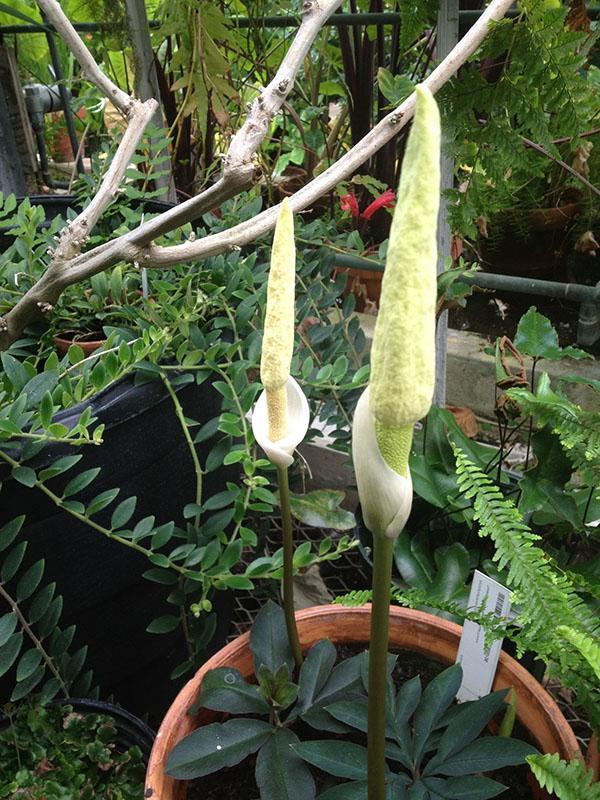 Amorphophallus enano