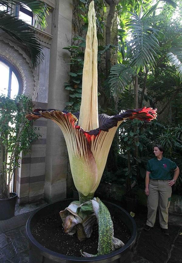 Amorphophallus titanic