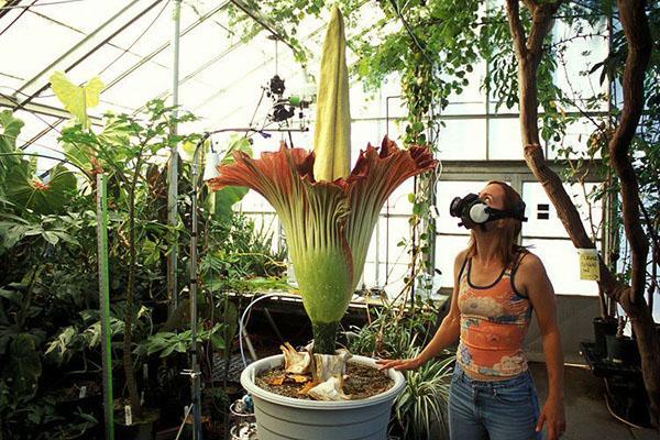 L'odeur de l'amorphophallus attire les insectes pollinisateurs