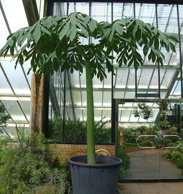 Tallo de Amorphophallus