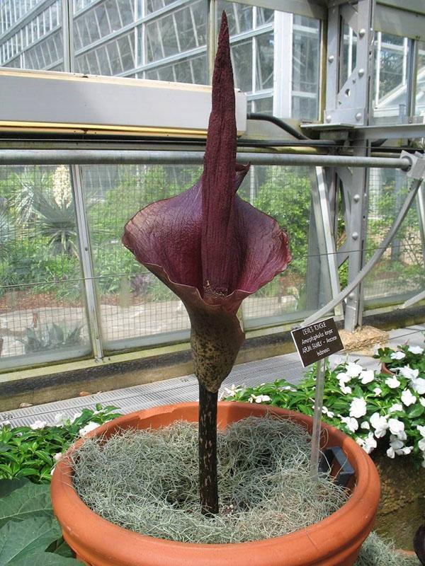 Cognac Amorphophallus