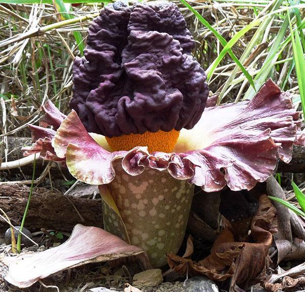 Amorphophallus pion-leaf