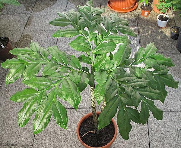 Tige d'Amorphophallus à feuilles pioniques