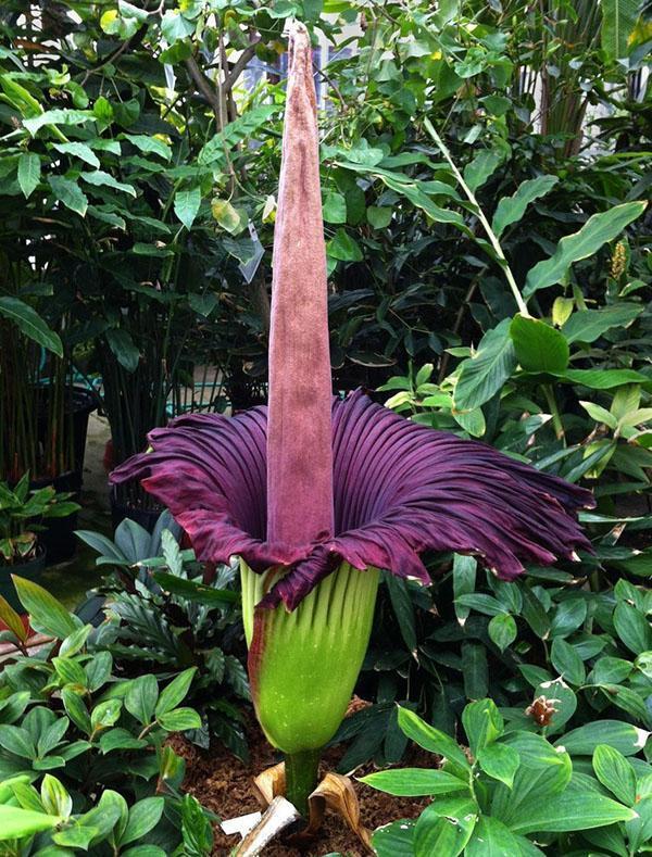 Amorphophallus fleurit