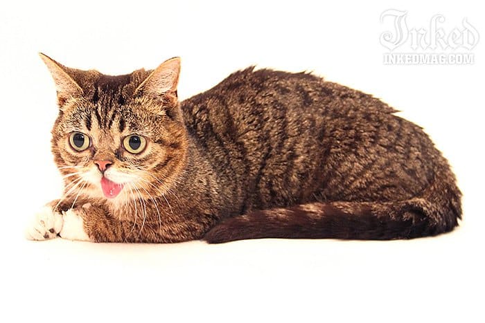 Lil Bub posiert im Inked Office.