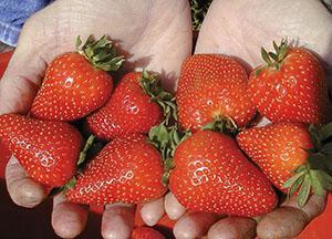 Fresa ampelosa de frutos grandes