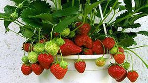 Fraises en pot