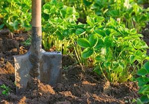 Plantation et entretien des fraises