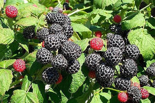 frambuesa negra remontante