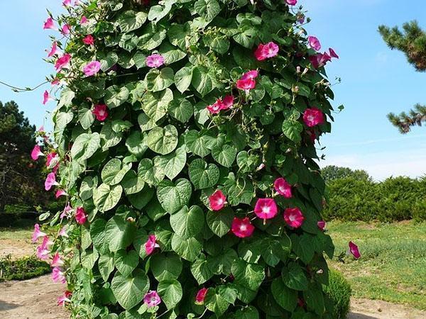 décoration de jardin gloire du matin