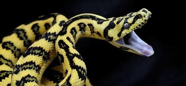 Foto via snakefactsPython kommt vom griechischen Wort Pythonidae. Diese Schlangen gehören zur ungiftigen Familie, gehören jedoch auch zu einigen der größten Schlangen der Welt und sind in Afrika, Asien und Australien zu finden.