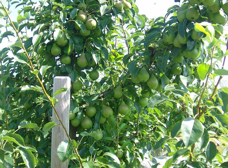 la poire porte juste des fruits