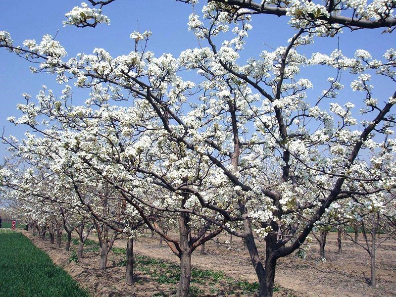 la poire fleurit juste Maria