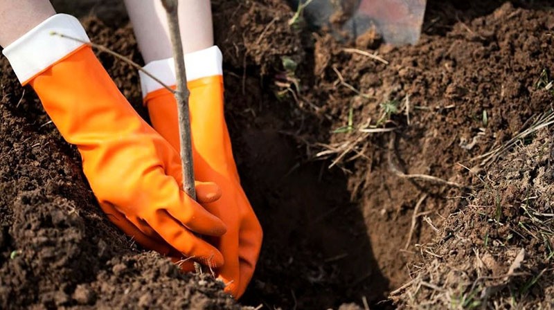 plantar una plántula de pera