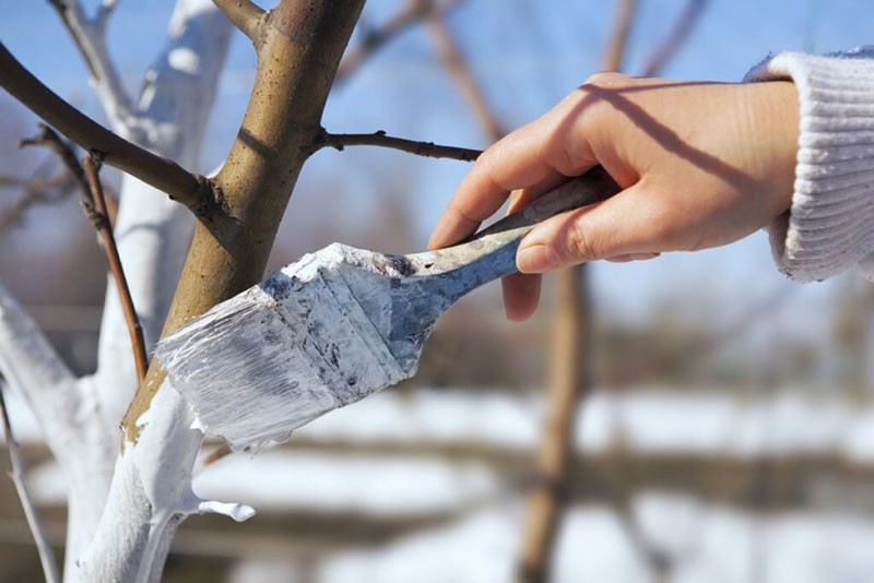 blanchiment d'automne du tronc d'une poire