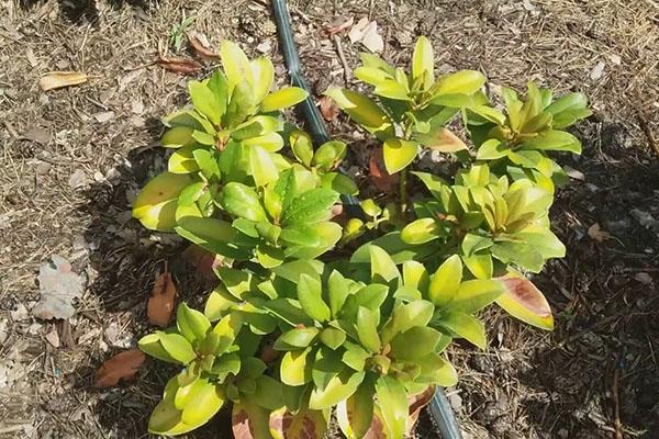 entretien des semis de rhododendrons