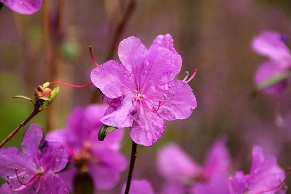 suave floración de rododendro