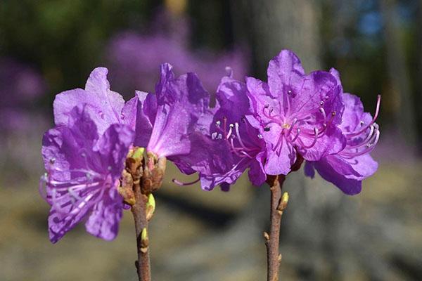 fleurs de rhododendron daurian