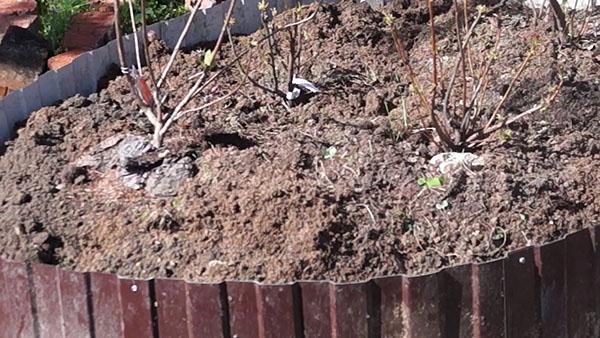 planter du rhododendron dans le jardin