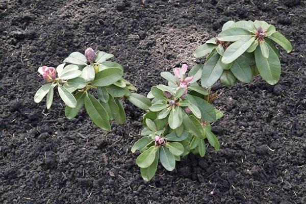 Rododendro dauriano de un corte