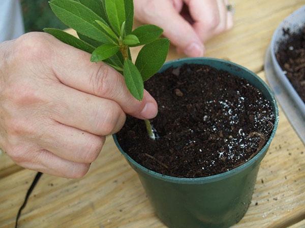 plantar los esquejes en una maceta