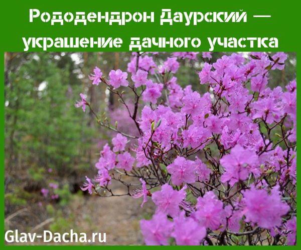 daurian rhododendron