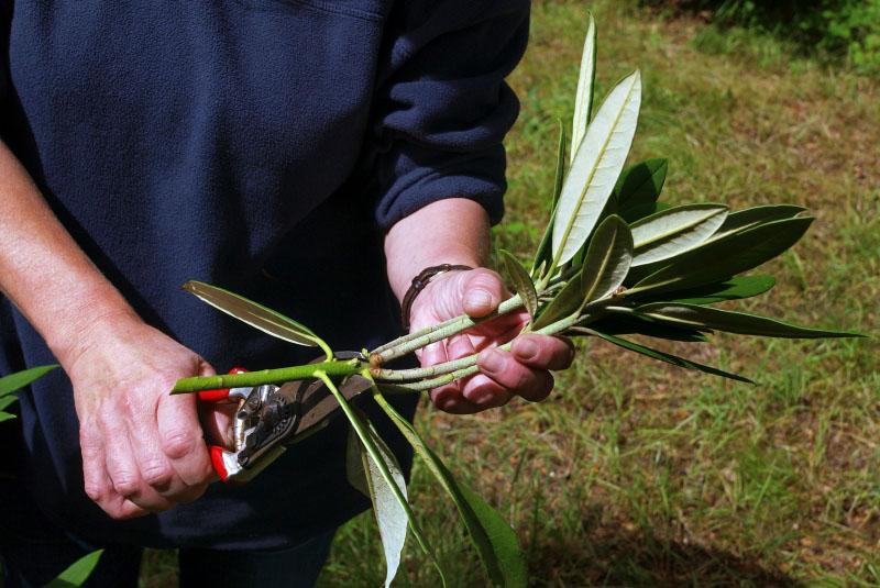 propagation du rhododendron par bouturage