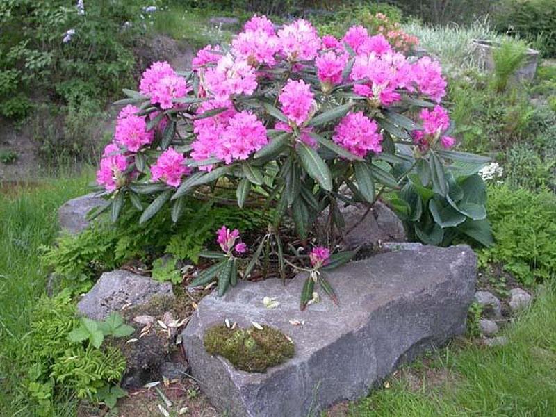 décoration de rhododendrons