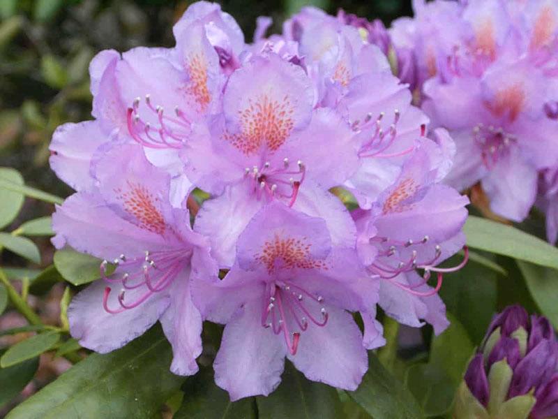 floraison luxuriante du rhododendron Katevbin
