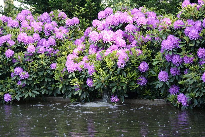 rododendro junto al estanque