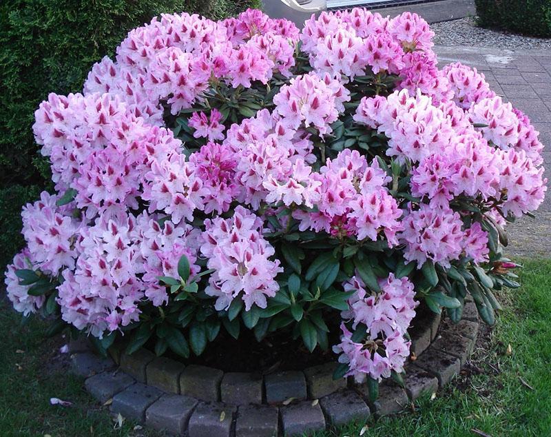 rhododendron katevbinsky dans le parterre de fleurs