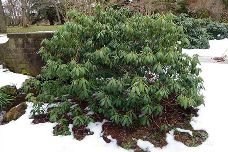 rododendro en invierno