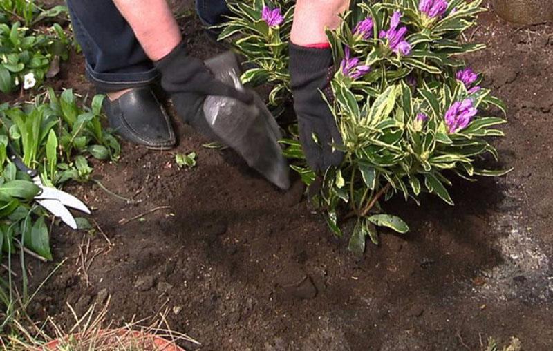 planter du rhododendron