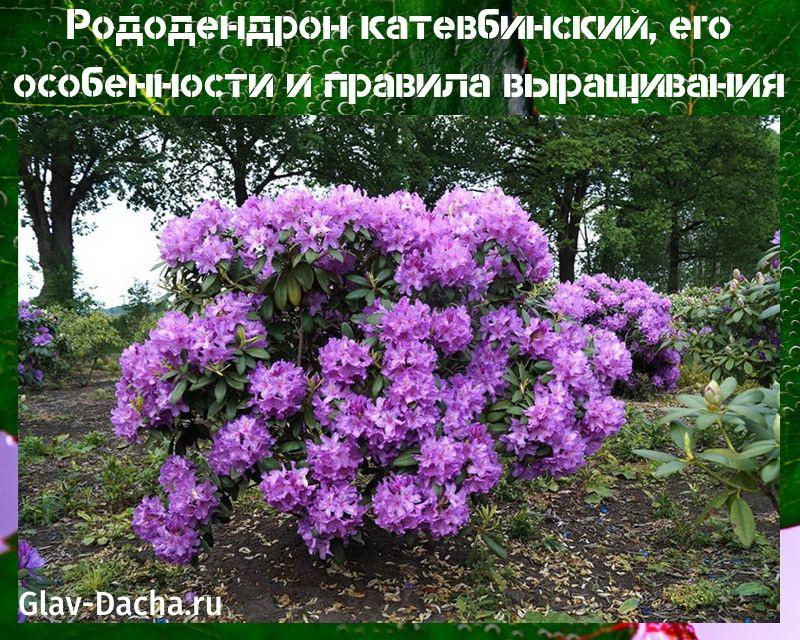 rododendro katevba