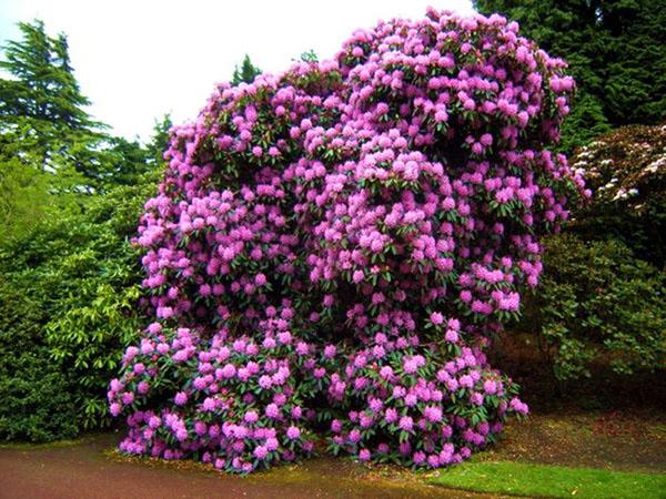culture réussie de rhododendrons