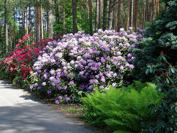 endroits où poussent les rhododendrons