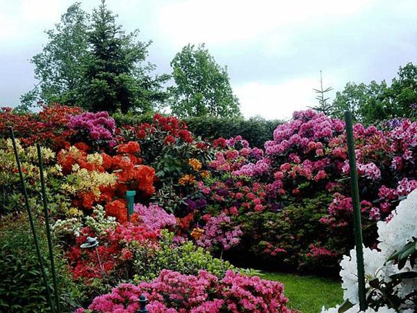 décoration du site rhododendrons