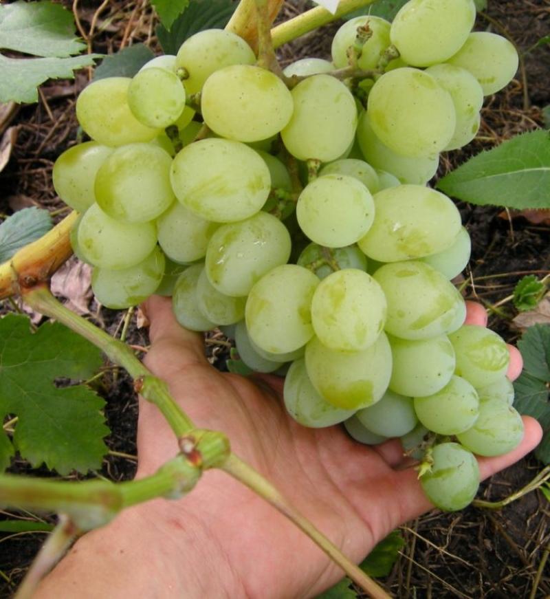 photo de description de variété de mascotte de raisin